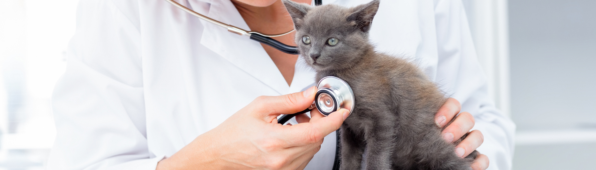 Vet Examining Kitten With Stethoscope